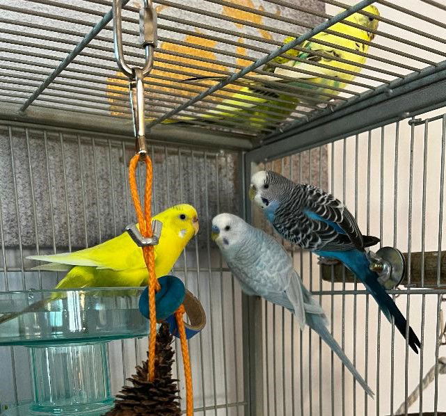 adoptable Bird in Belford, NJ named Rita Coco Bleu Calypso Kiwi
