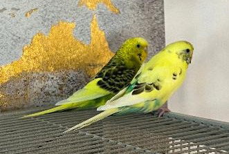 Rita Coco Bleu Kiwi Budge, photo 3