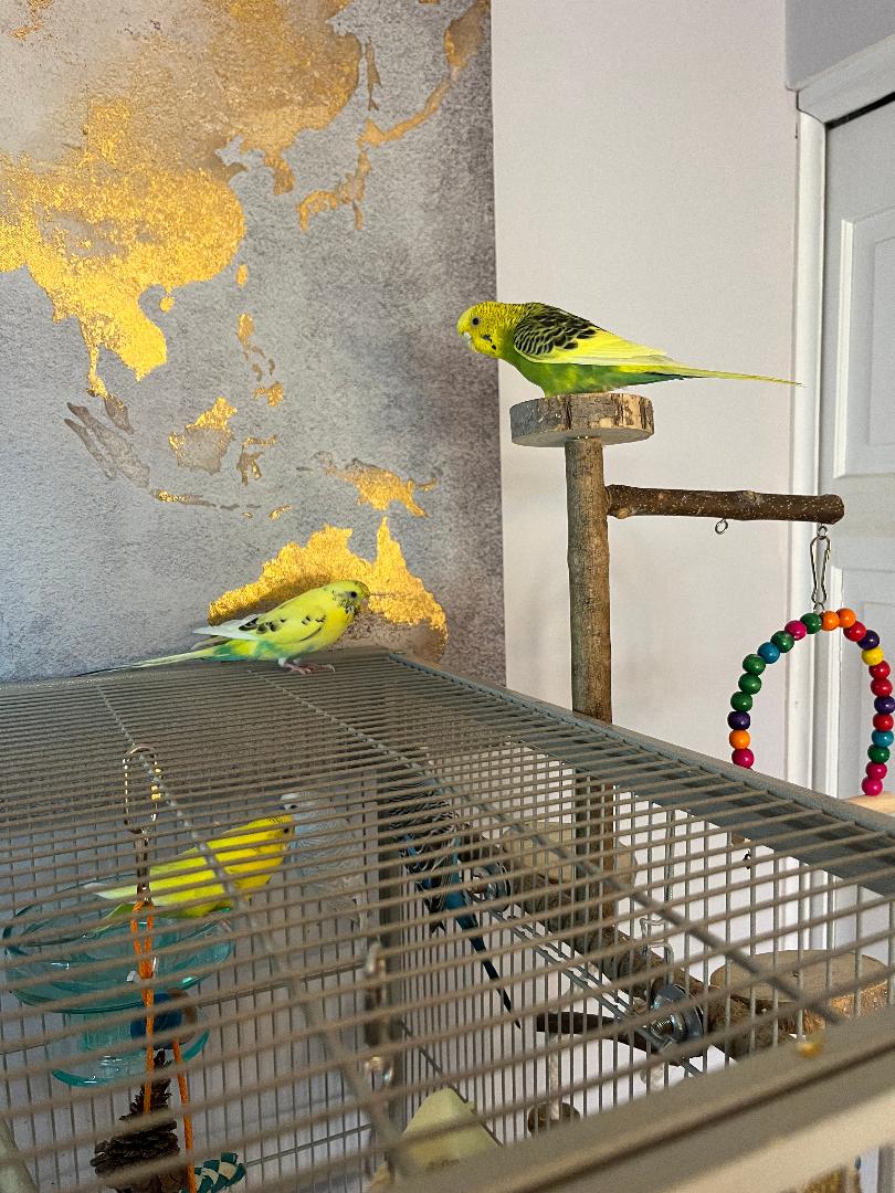 Rita Coco Bleu Kiwi Budge, photo 4