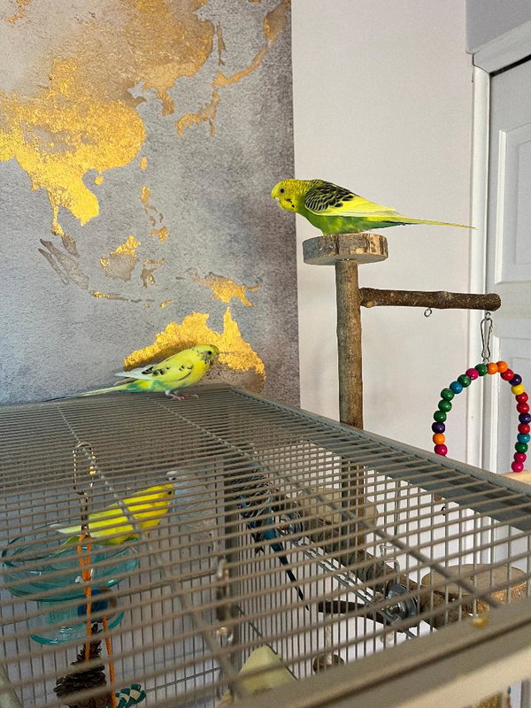 Rita Coco Bleu Kiwi