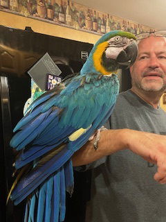 adoptable Bird in Belford, NJ named Ginger