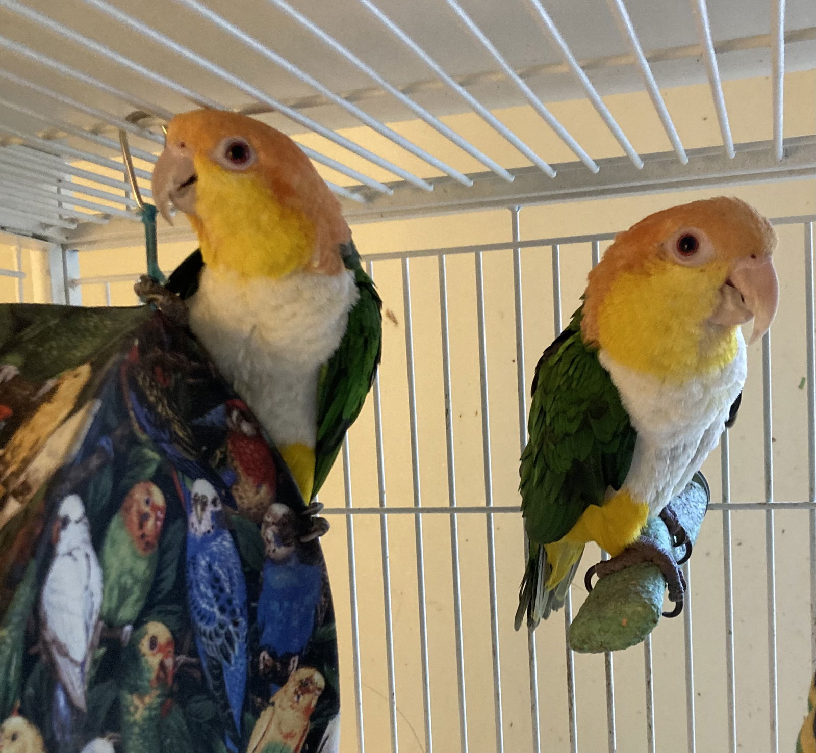 adoptable Bird in Belford, NJ named Pericles and Belfa