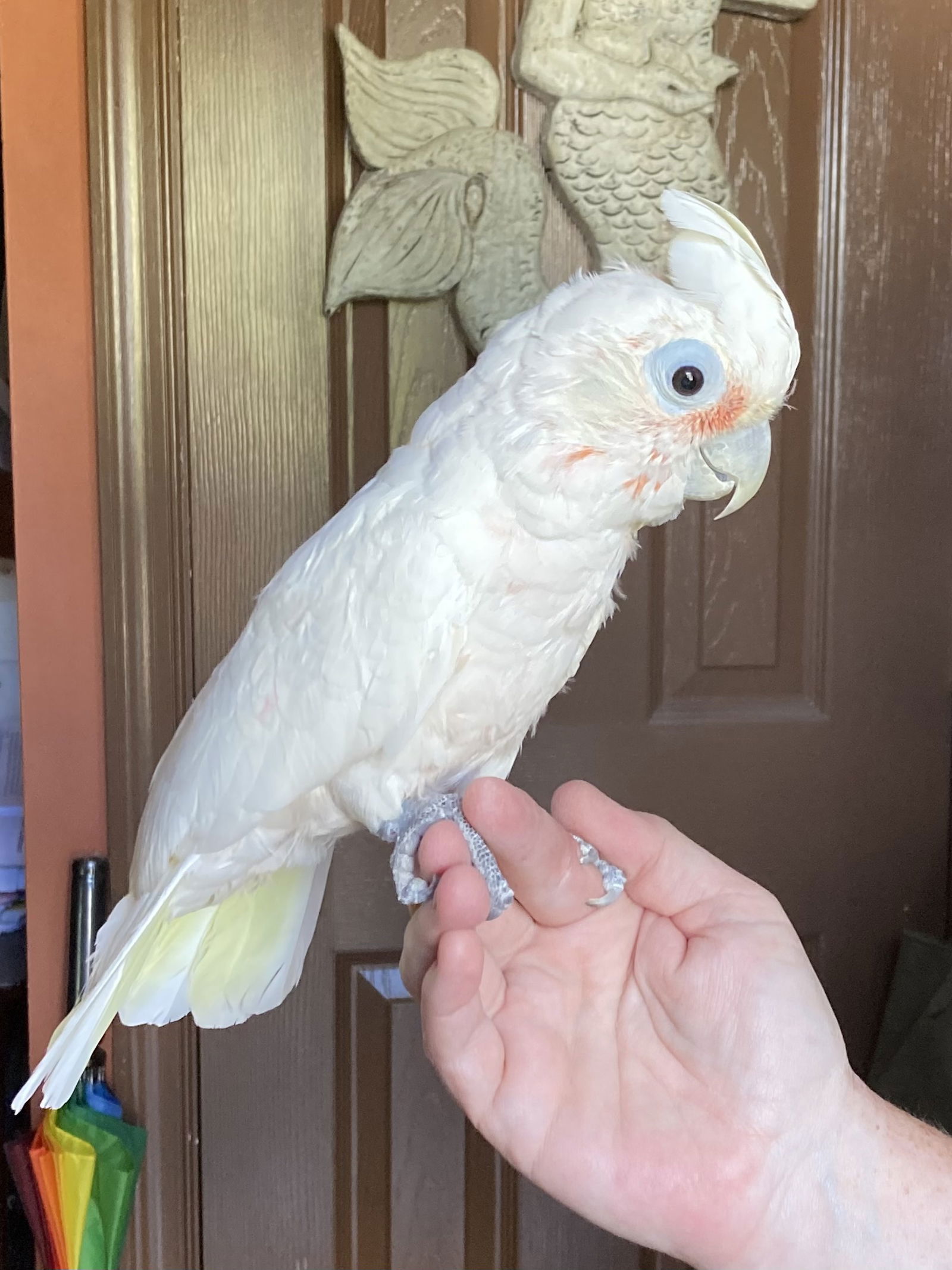 adoptable Bird in Belford, NJ named Kono