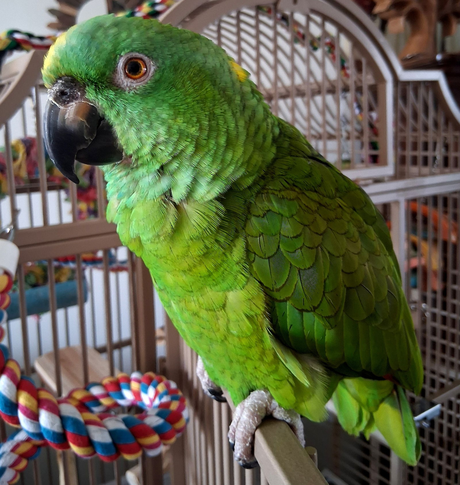 adoptable Bird in Belford, NJ named Maxine (Max)