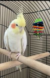 Little Bird