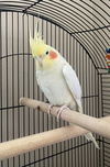 Little Bird