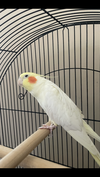 Little Bird