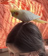 Little Bird