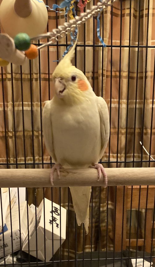 Cziki (Cheeky)