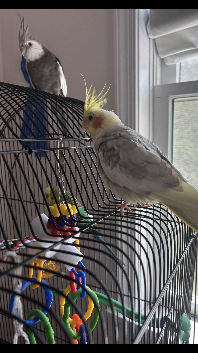 adoptable Bird in Belford, NJ named Romeo and Nico