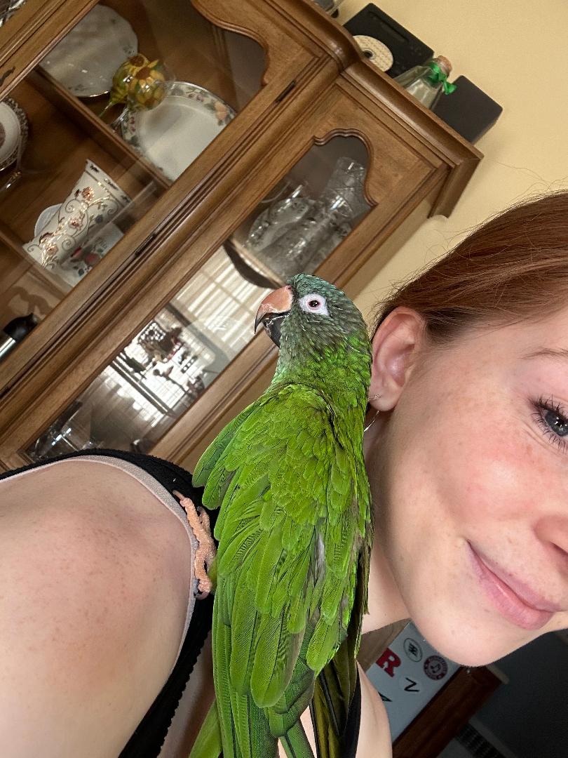 adoptable Bird in Belford, NJ named Dali