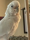 Peanut