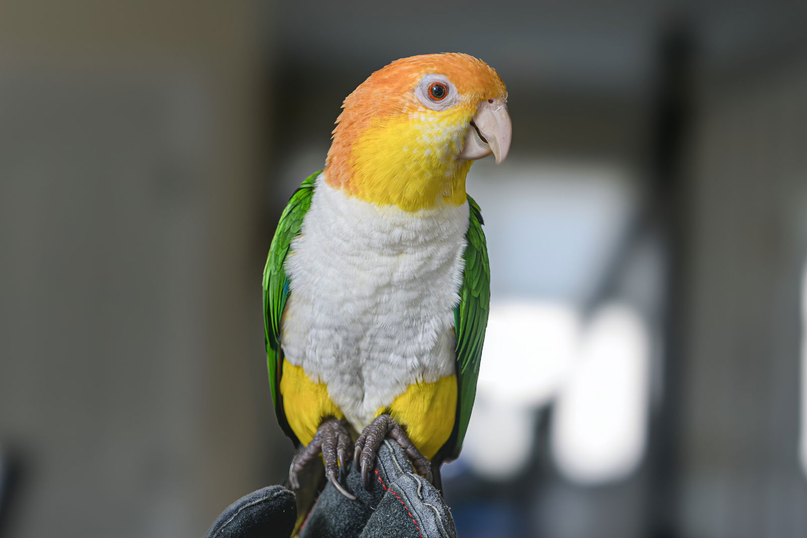 adoptable Bird in Belford, NJ named Finney