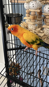 Milo