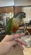 adoptable Bird in  named Cory