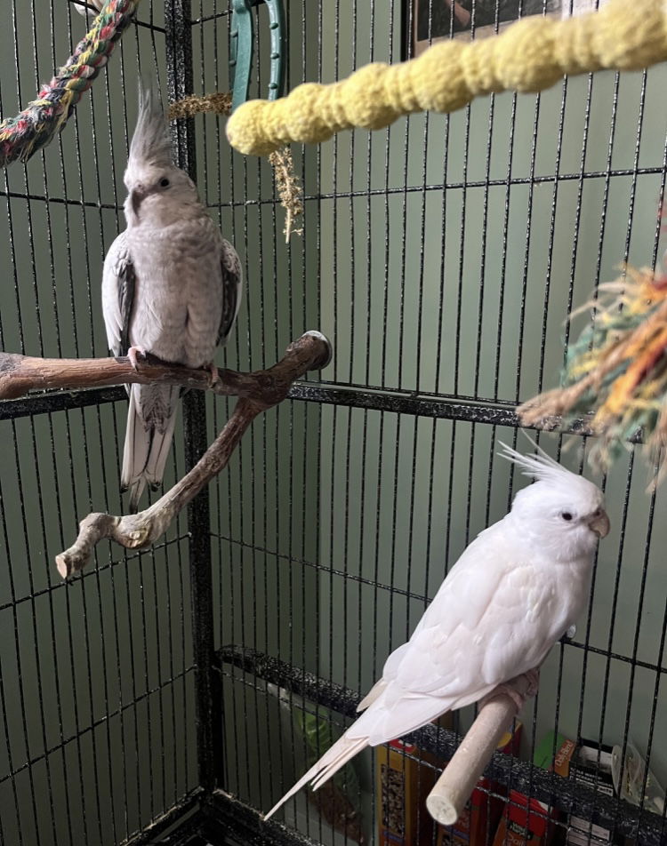 adoptable Bird in Belford, NJ named Sonny and Cher