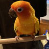 Teo