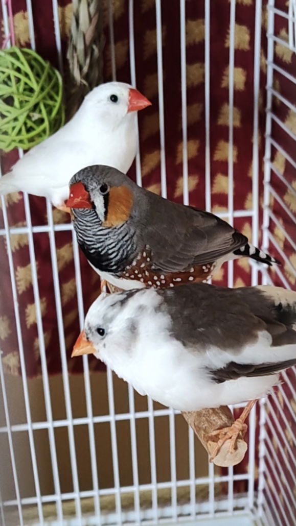 adoptable Bird in Belford, NJ named Chippy, Harry & Zippy
