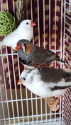 Chippy, Harry & Zippy
