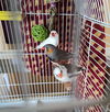 Chippy, Harry & Zippy