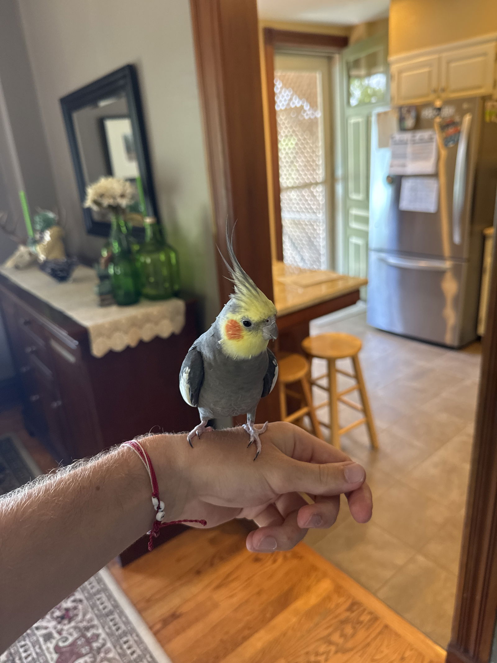 adoptable Bird in Belford, NJ named Kimchi