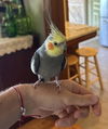 adoptable Bird in  named Kimchi
