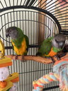 Bailey and Lula