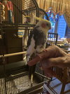 Carlos