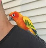 Mango, photo 2