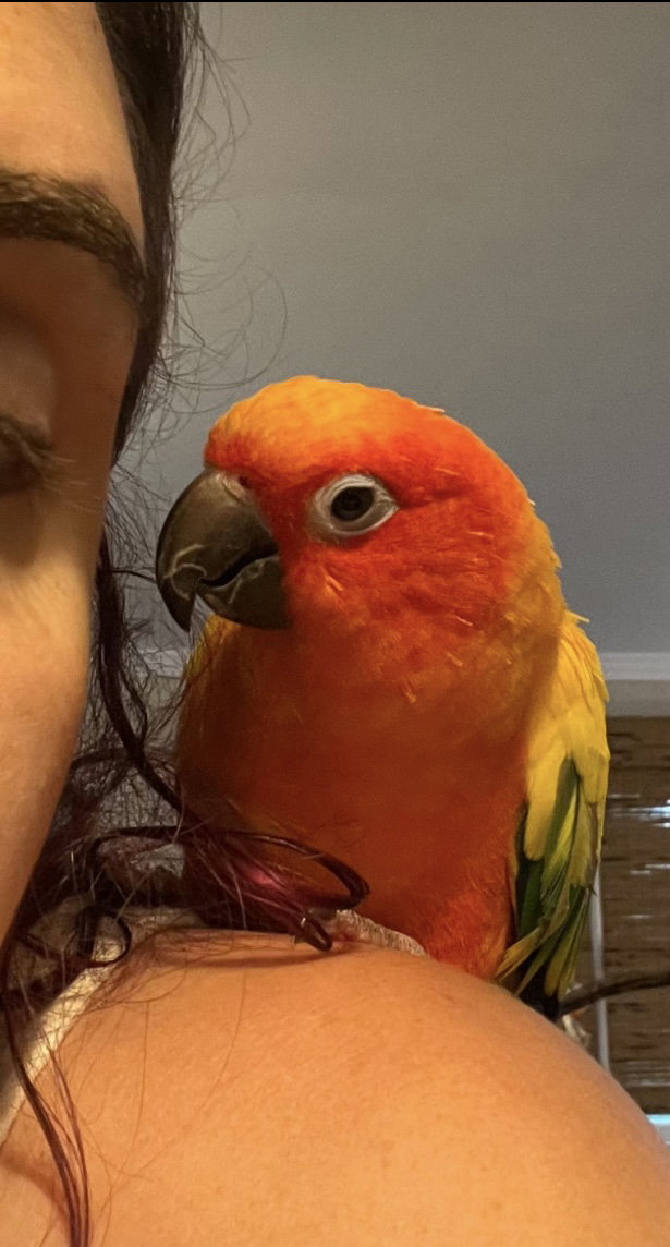 Mango, photo 3