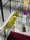 Fred and Ginger