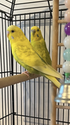 Fred and Ginger