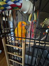 Sunny
