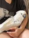 Soki