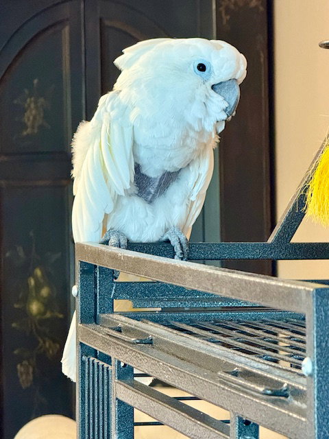 Soki, photo 2