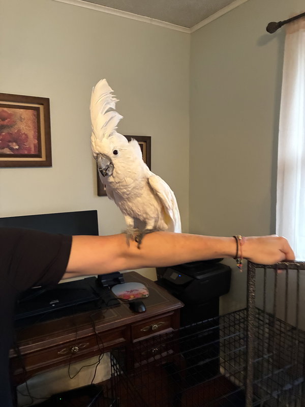 Frankie
