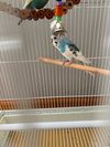 Jack Frost & Cado
