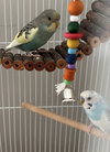 Jack Frost & Cado