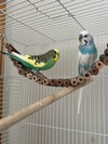 Jack Frost & Cado