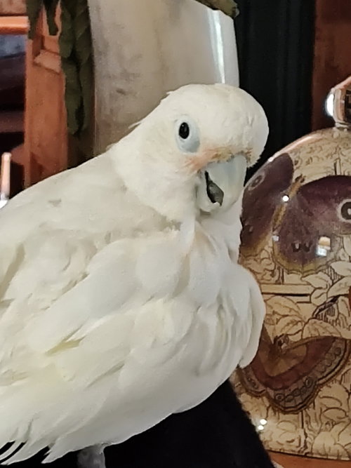 Benny