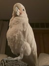 Benny