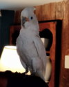 Benny