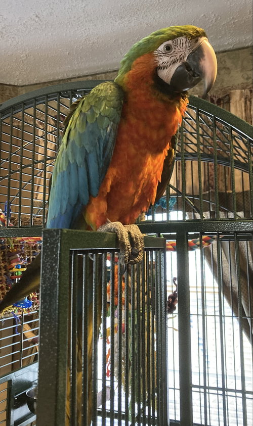 Marge, a parrot for adoption from For The Love of Birds