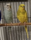 Arie & Blue