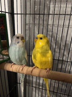 Arie & Blue, photo 3