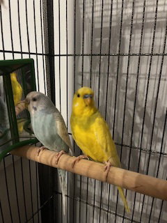 Arie & Blue, photo 5