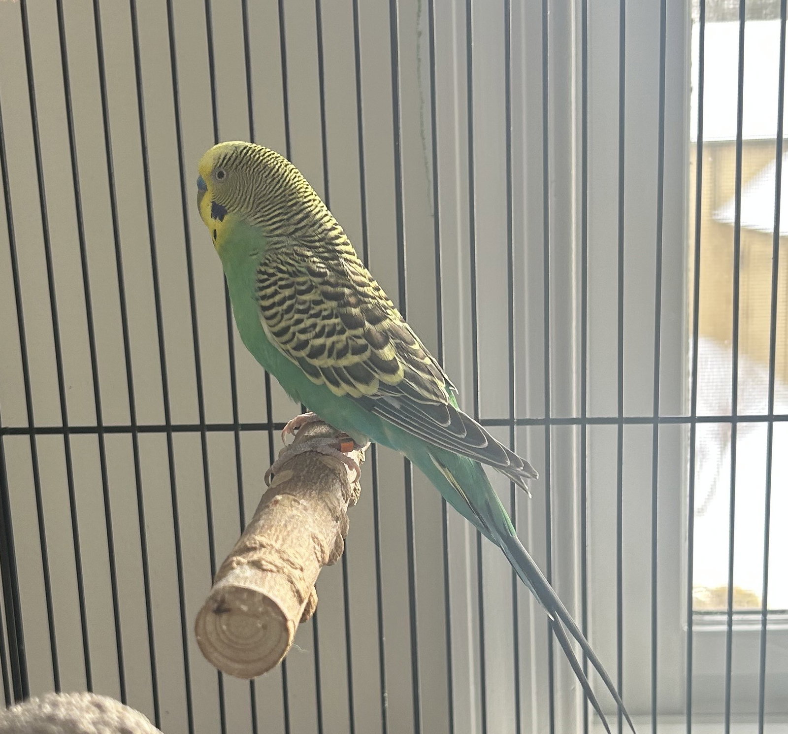 Piper, photo 2
