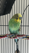 Piper