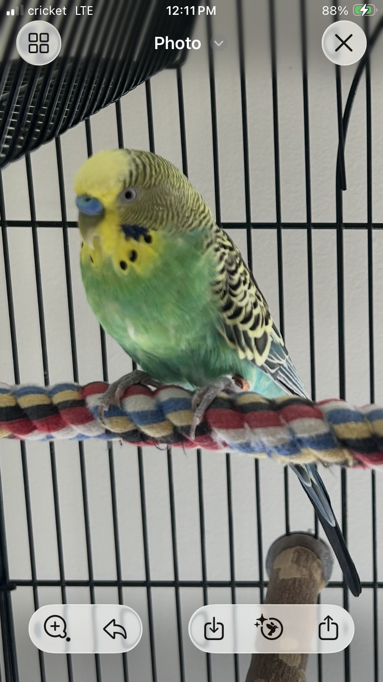 Piper, photo 3