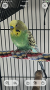 Piper